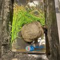 Schildkröte in schwarzer Plastikkiste mit Gras