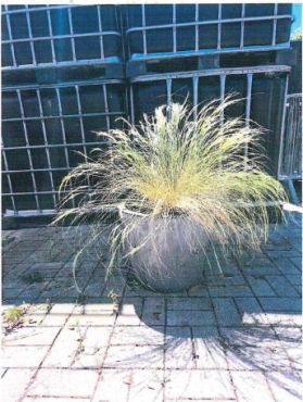 Sichergestellte Pflanze 1