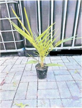 Sichergestellte Pflanze 3