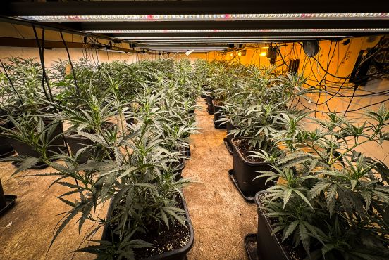 Bild zeigt eine Cannabisplantage