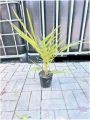 Sichergestellte Pflanze 3