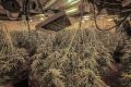 Bild zeigt eine Cannabisplantage